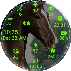 Horse05