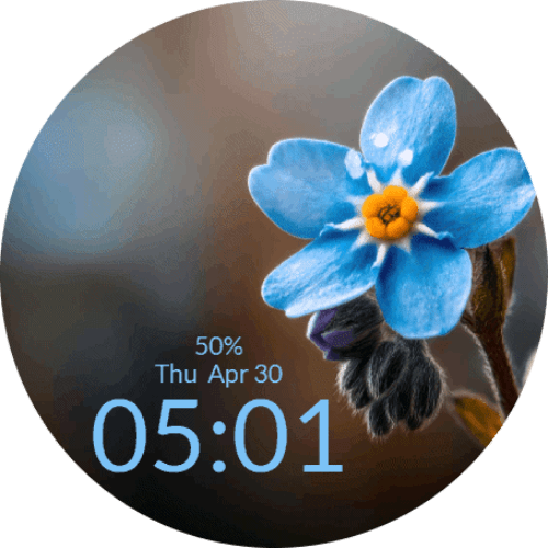 Forget Me Not Flower