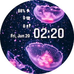 Jellyfish
