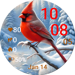 Winter Cardinal