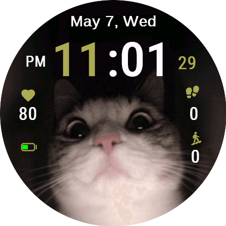 Curious Feline