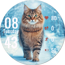 Beautiful Cat