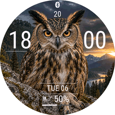 owl