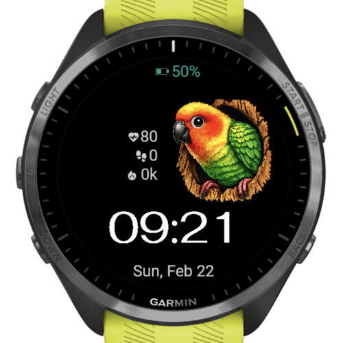 Tropical Parrot 4