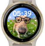 Glasses doggo 2