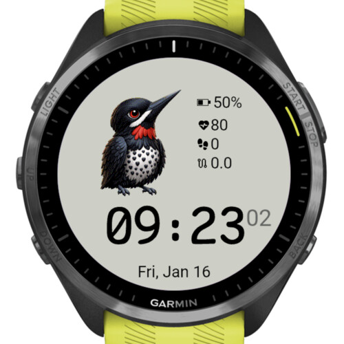 Cute Woodpecker 3