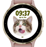Funny kitty 5