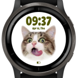 Funny kitty 2