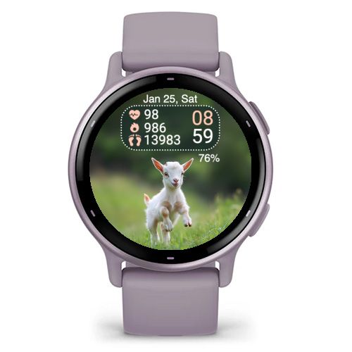 Mini Goat 2