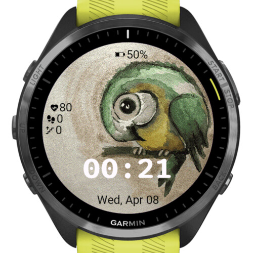 Little Parrot 4