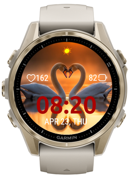Swan Heart 2