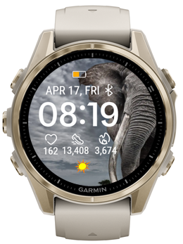 Gray Elephant 2