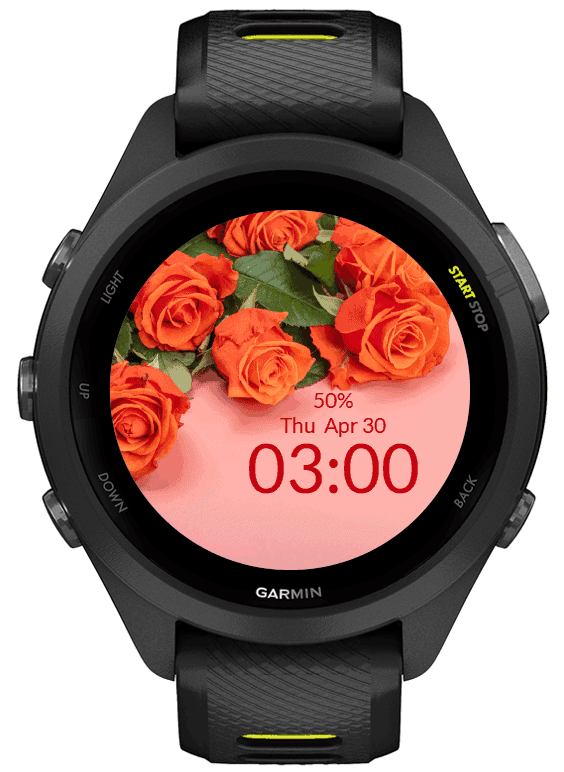 Orange Roses 5