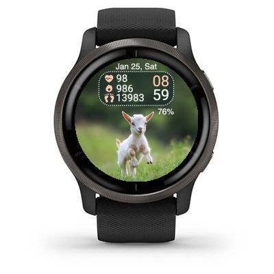 Mini Goat 6