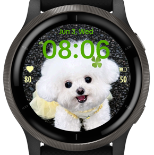 Yellow Bichon · Screenshot 3