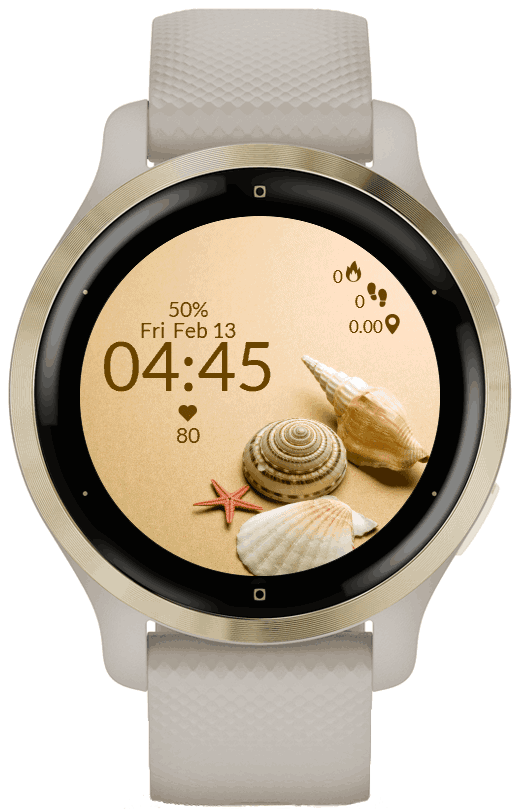 Seashell 5