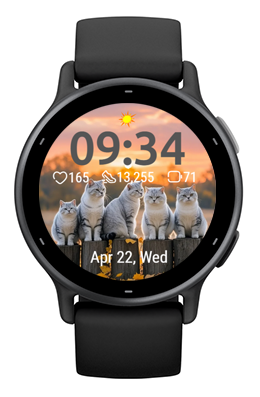 Sunset Cats 3