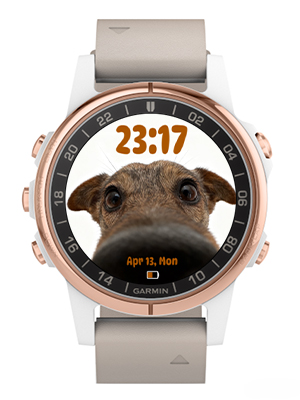big nose dog 4