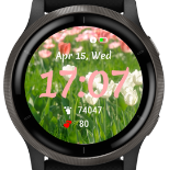 Tulip 5