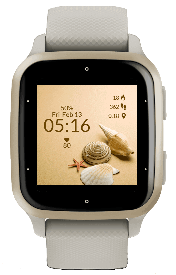 Seashell 6