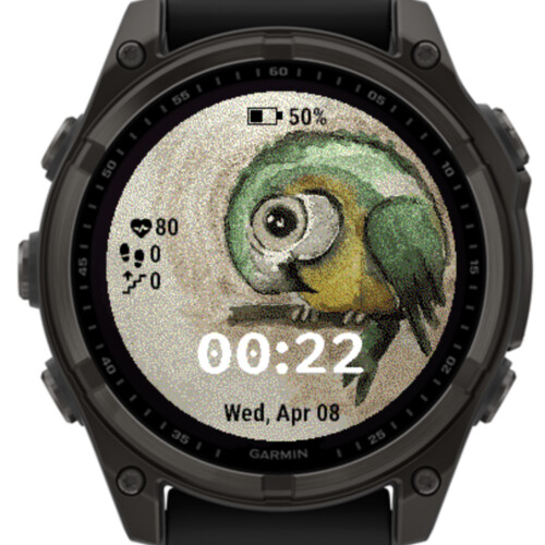 Little Parrot 5