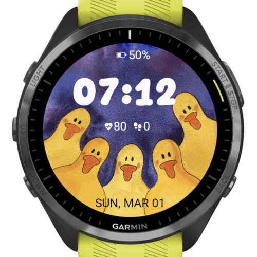 Curious Ducks 4
