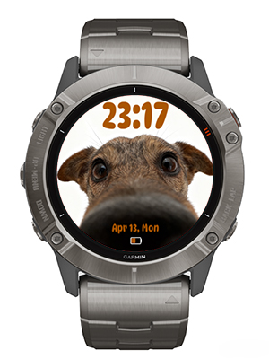 big nose dog 2