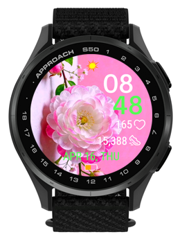 Fairy Rose 5