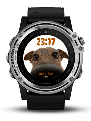 big nose dog 3