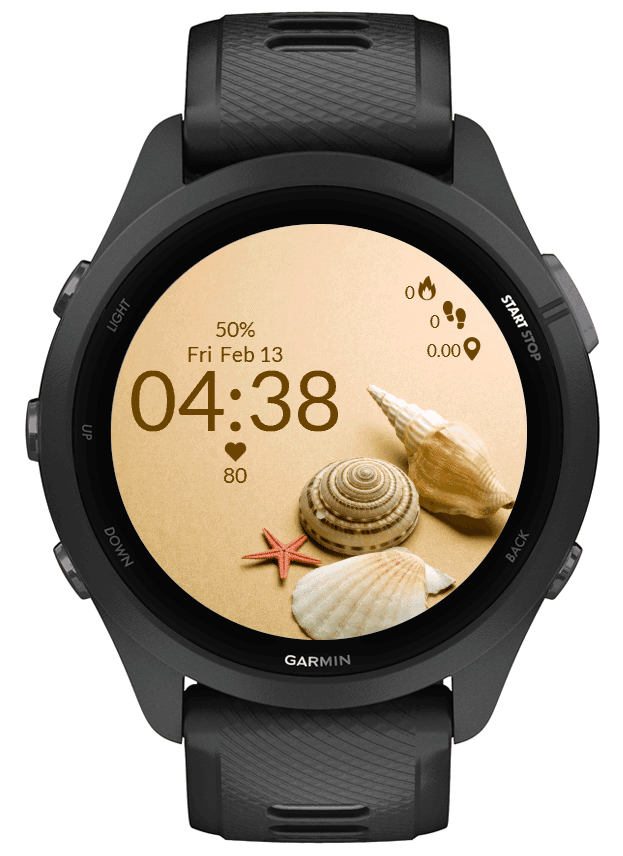 Seashell 3