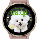 Yellow Bichon · Screenshot 2